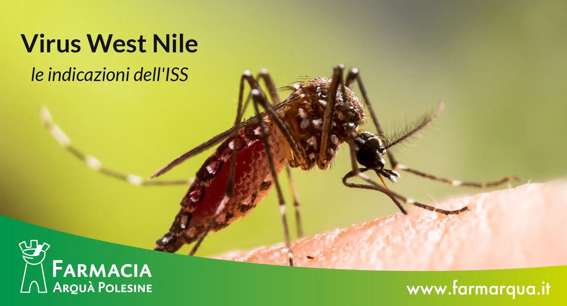 Foto ravvicinata di zanzara prevenzione virus west nile